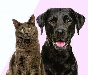 SSPCA-feb-25-adoption-desktop-1234-x1050-2-1-1.jpg