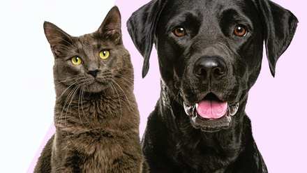 SSPCA-feb-25-adoption-desktop-1234-x1050-2-1-1.jpg