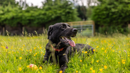 DOGS-INVERNESS-JUNE-24-18.jpg