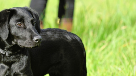 Scottish SPCA animal database.jpg